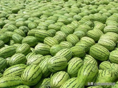 678吃瓜今日热门大瓜,揭秘今日热门大瓜背后的真相