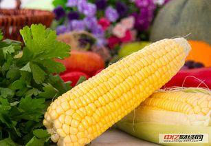 漯河吊瓜今日价格表最新,今日行情一览”