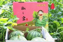 上海今日瓜菜价格表,部分品种上涨明显