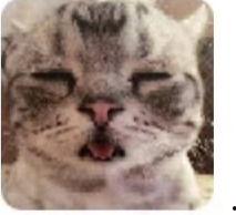 明星网红猫猫图片,揭秘明星网红猫猫的萌态瞬间