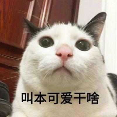 明星网红猫猫图片,揭秘明星网红猫猫的萌态瞬间