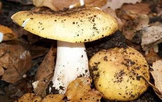 17c吃瓜黑料蘑菇视频在线,蘑菇视频背后的真相大起底
