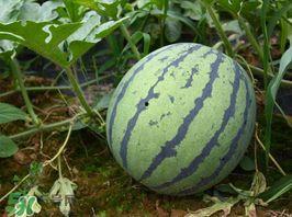 今日瓜价格多少钱一斤,一斤多少钱，揭秘市场行情