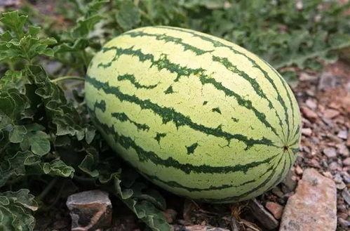 今日瓜价格多少钱一斤,一斤多少钱，揭秘市场行情