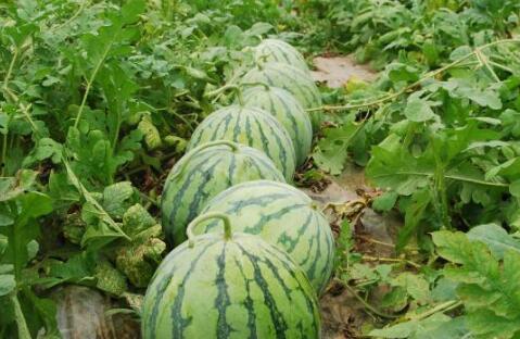 今日吃瓜必看大瓜图片,揭秘吃瓜必看大瓜图片背后的惊人真相