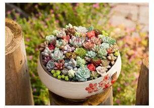 黑料吃瓜多肉小野猫可以吃吗,多肉小野猫的饮食揭秘