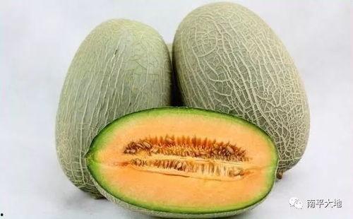 今日嘉兴哈密瓜最新行情,今日价格走势分析