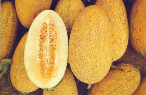 今日嘉兴哈密瓜最新行情,今日价格走势分析