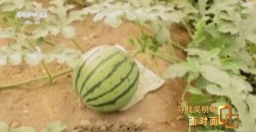 今日新疆吃瓜事件真相,真相揭秘，还原事件全貌