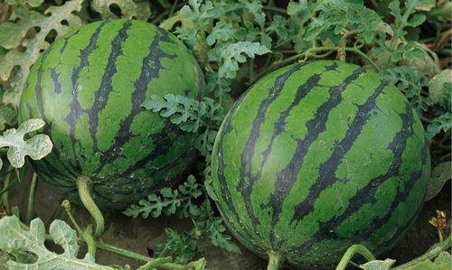 今日新疆吃瓜事件真相,真相揭秘，还原事件全貌