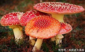 17c吃瓜官黑料爆料蘑菇,揭秘17c吃瓜官背后的神秘面纱