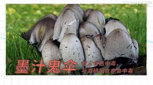 17c吃瓜黑料蘑菇一起草,蘑菇与草的神秘邂逅