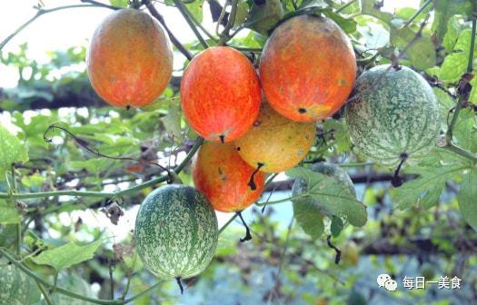 惠州今日吊瓜价格多少,实惠之选，品质生活新体验