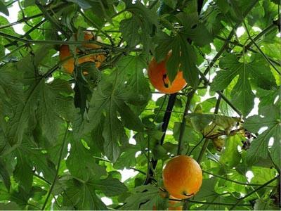 惠州今日吊瓜价格多少,实惠之选，品质生活新体验