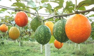 惠州今日吊瓜价格多少,实惠之选，品质生活新体验