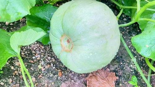 今日吃瓜有哪些瓜