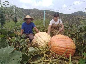 连城县吃瓜黑料最新事件,真相与舆论漩涡的碰撞