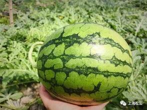 崖城今日瓜价格,新鲜上市，价格实惠，快来抢购！