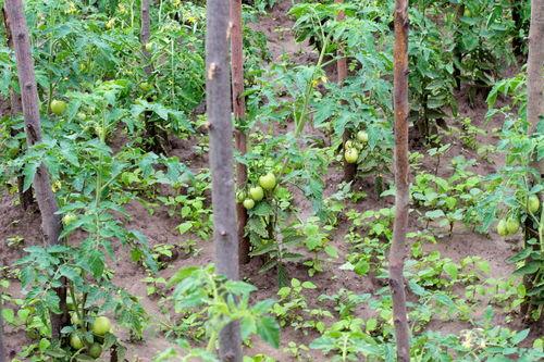 今日吊瓜多少钱一个