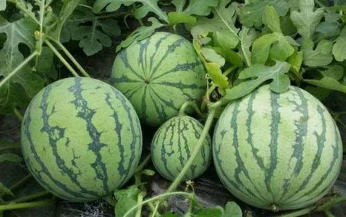 国产黑料一区在线吃瓜,揭秘网络吃瓜背后的真相与争议