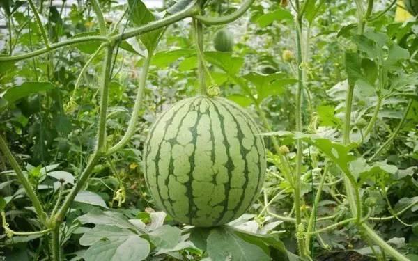 欧美日韩黑料吃瓜一区,揭秘明星背后的黑料与八卦风云