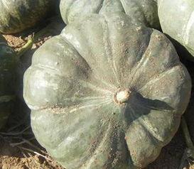 黑龙江白瓜今日价格