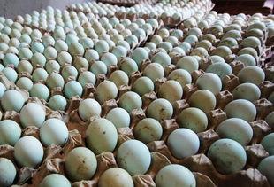 黑龙江白瓜今日价格