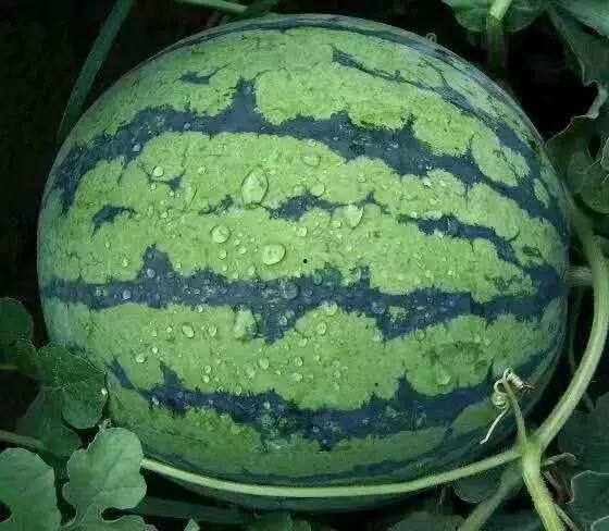 独家黑料吃瓜种子资源站