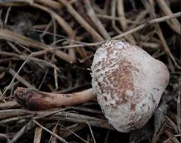 17c吃瓜网黑料蘑菇视频,蘑菇视频背后的惊人黑料