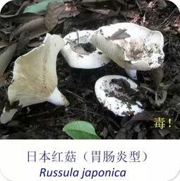 17c吃瓜网黑料蘑菇视频,蘑菇视频背后的惊人黑料