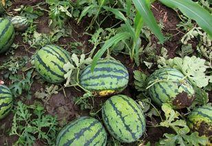 瓢瓜今日价格最新行情,价格波动解析与市场趋势洞察