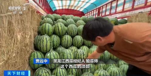 瓢瓜今日价格最新行情,价格波动解析与市场趋势洞察